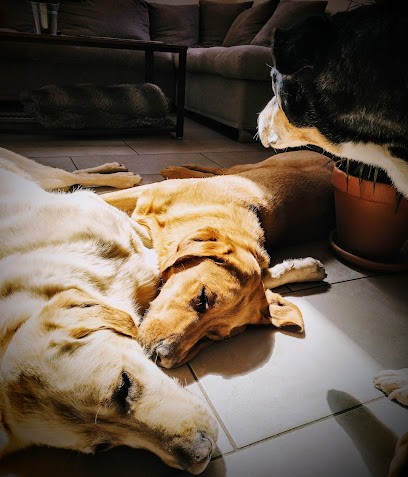 ESPRIT-CANIN, Dresseur de Chiens à Valleiry