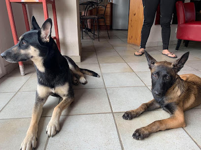 Éducateur Canin, Dresseur De Chiens à Nouzilly