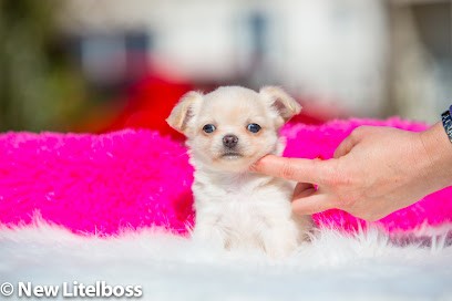 New Litelboss, Eleveur de Chiens à Claret