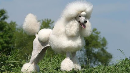 LES 4 PATTES DU MOULIN, Eleveur de Chiens à Allonnes
