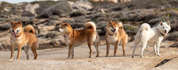 Di a machja fiurita, Eleveur de Chiens à Calenzana