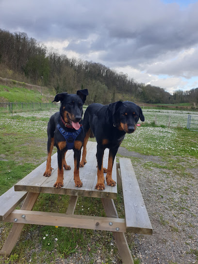 Educopoil - Philippe Jacques, Dresseur De Chiens à Berneuil-sur-Aisne