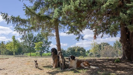 La Ferme de Charlotte, Pension pour Chiens à Viviers-lès-Lavaur