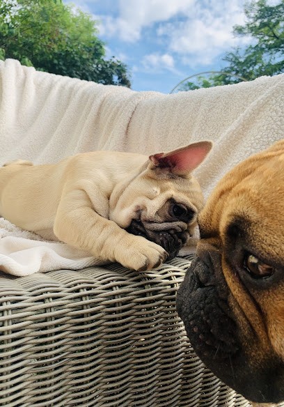 Elevage Hero's Heart, Eleveur de Chiens à Messimy-sur-Saône