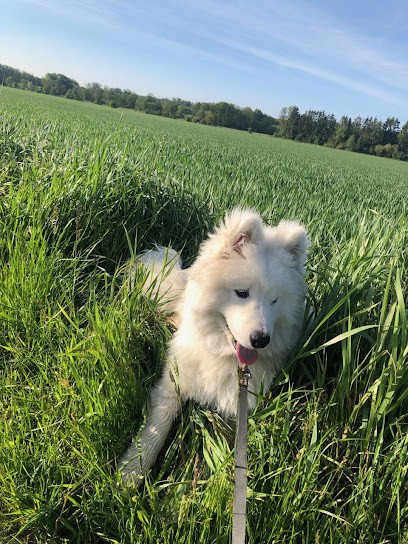 LE DOUBLE C, Pension pour Chiens à Guewenheim