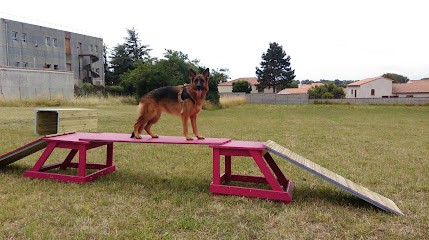 Copains Canins, Dresseur de Chiens à Royan