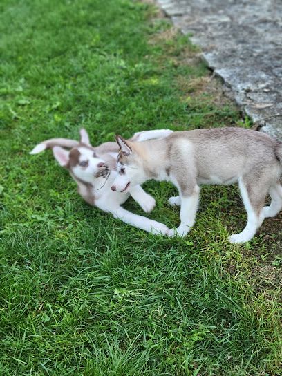 Élevage Familial Du Gayet-Husky- Éleveur De Chiens à Ribérac