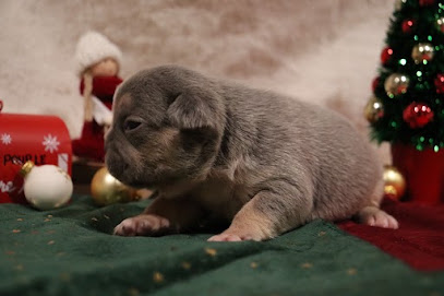 Exotic Frenchie Bouli Éleveur De Chiens à Dannemois