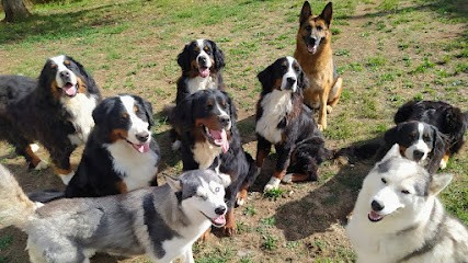 Services Aux Poils, Dresseur de Chiens à Vornay