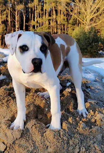 Élevage Jurassic Bull's, Eleveur de Chiens à Gillois