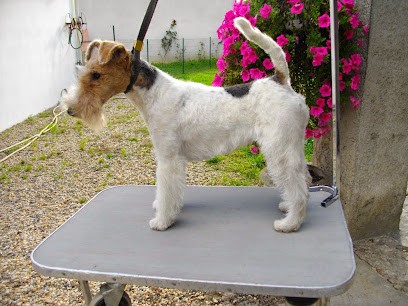 Élevage du Clos du Castellan - Fox Terrier, Eleveur de Chiens à Saint-André-de-Cubzac