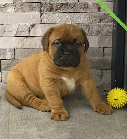 Domaine des Chenevières, Eleveur de Chiens à Cirey-sur-Vezouze