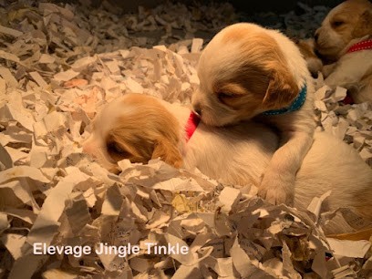 Elevage Jingle Tinkle, Eleveur de Chiens à Saint-Pardoux-Corbier