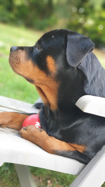 Molosses Family, Pension Pour Chien à Fleury-sur-Loire