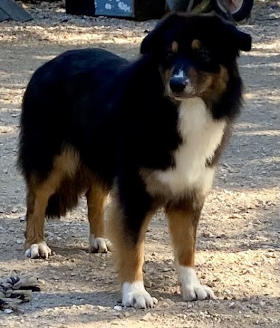 Elevage De Peiro Countaou, Eleveur de Chiens à Sainte-Anastasie-sur-Issole