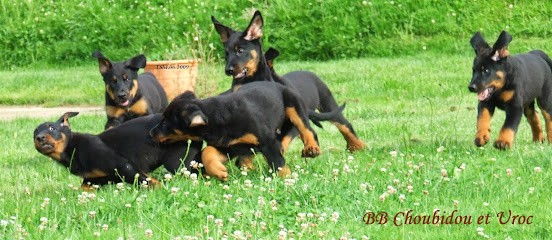 Elevage Beauceron De La Terre Sacree De Marius, Eleveur de Chiens à Saint-Jean-de-Marsacq