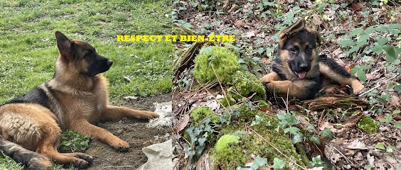 Les Cours De Sethy, Dresseur de Chiens à Saint-Macaire