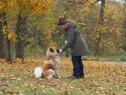 A l'education canine d'orthez, Dresseur de Chiens à Orthez