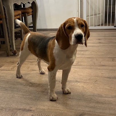 Elevage du Lathan, Eleveur de Chiens à Noyant-Villages