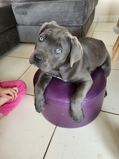 Des Brumes De La Lande Elevage Cane Corso, Éleveur De Chiens à Saint-Maden