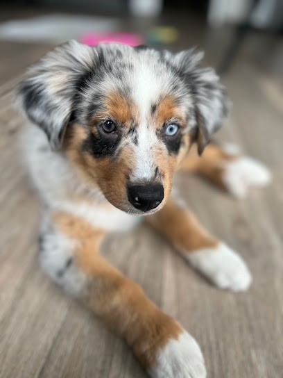 Élevage Gardien du Jardin des Rêves, Eleveur de Chiens à Vieux-Condé
