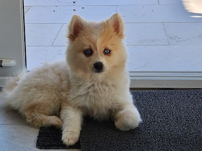 Les liladelles, Eleveur de Chiens à Tracy-le-Mont