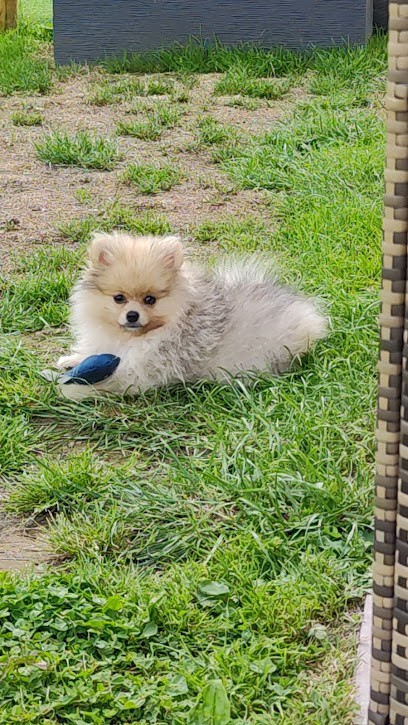 Élevage Spitz nain / Pomsky Puppy Academy, Eleveur de Chiens à Montivilliers