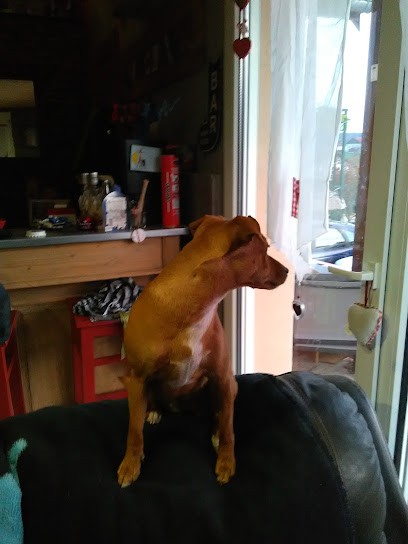 Pension Canine , Cupidog & Cie, Pension pour Chiens aux Combes