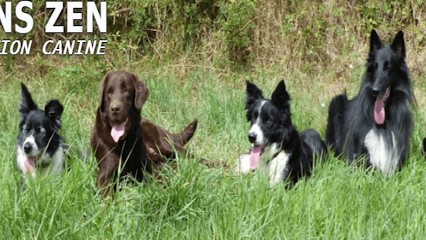Chiens Zen, Dresseur de Chiens à Lusignan