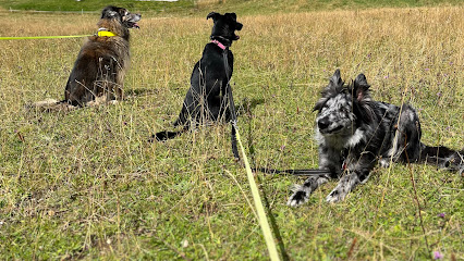 Team O´ Dogs - Educateur Canin, Dresseur De Chiens aux Rousses