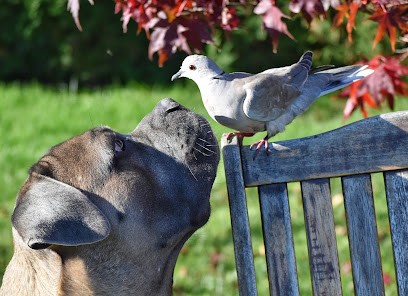 Education et dressage canin Psn.e, Dresseur de Chiens à Villethierry