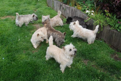 Les Cairns De Ti Glaz Mor, Élevage Familial Éleveur De Chiens à Garéoult