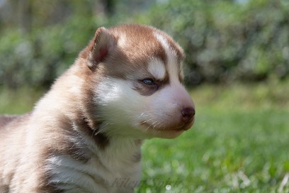Kileut'spirit, Eleveur de Chiens à Seranville