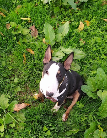 GEEPSY SPIRIT, Eleveur de Chiens à Liernais