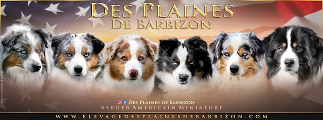 Élevage de berger américain miniature et corgi des plaines de Barbizon, Eleveur de Chiens à Barbizon