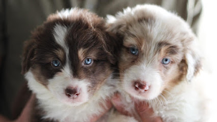 La Tribu De Flomomani Éleveur De Chiens à Draguignan