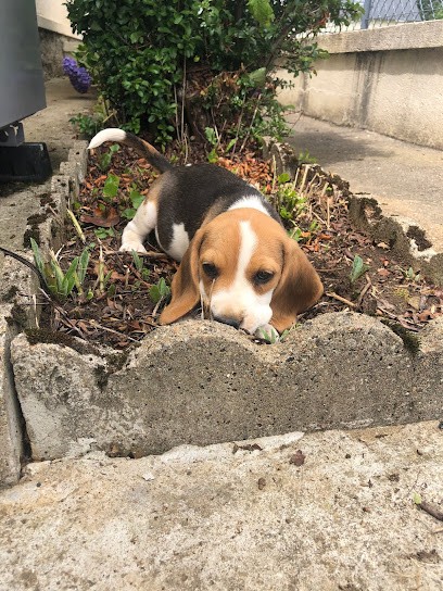 Élevage Beagle et Basset Fauve de Bretagne, Eleveur de Chiens à Bosmie-l'Aiguille
