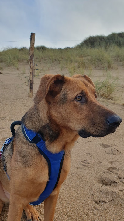 Cani Shanti – Pension Canine, Pension Pour Chien à Pléboulle