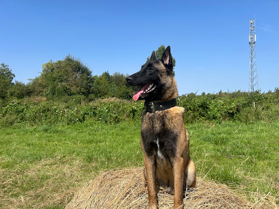 Les Vertus Du Chien Dresseur De Chiens à Erstein