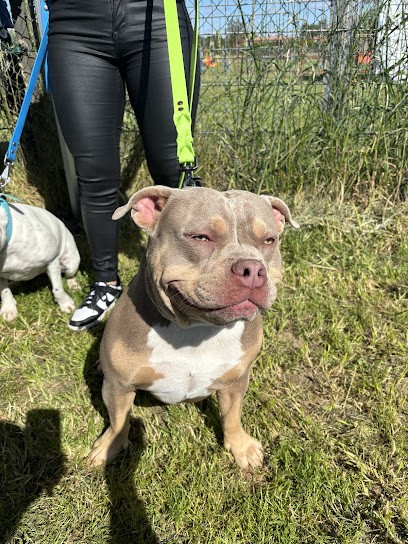 BLUE DOG, Dresseur de Chiens à Nouan-le-Fuzelier