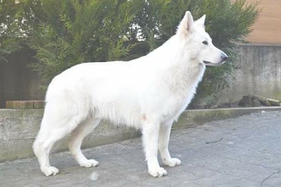 Domaine De La Patte Blanche, Eleveur de Chiens à Soufflenheim