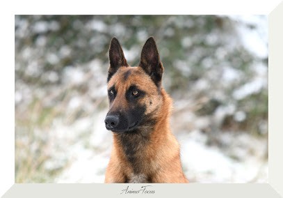 Elevage Des Louves De Toscane, Eleveur de Chiens à Vron