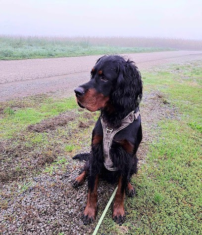 Elevage Canin du Ségala - Pierre Griffeuille, Pension pour Chiens à Rieupeyroux