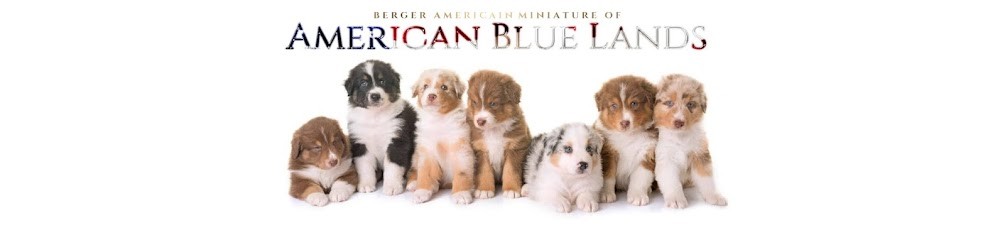 Elevage Berger Americain Miniature Sud Ouest France - Aquitaine Occitanie - of American Blue Lands, Eleveur de Chiens au Frêche