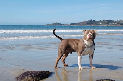 Bloody jaws bully, Eleveur de Chiens à Guissény