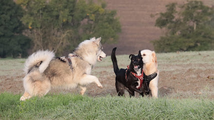 Ami'complice, Dresseur De Chiens à Vendat