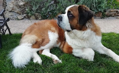 Le Circuit Des Eaux Vives, Eleveur de Chiens à Châtelus-le-Marcheix