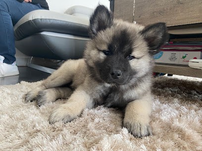 Élevage d’Eurasier en Occitanie, Eleveur de Chiens à Durban-Corbières