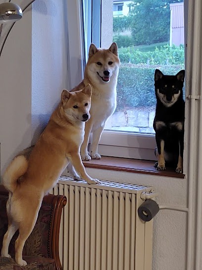 Les Flamboyants du Val de Saône, Eleveur de Chiens à Saint-Martin-Belle-Roche