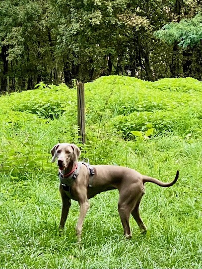 Comportementaliste Educateur CANIN CELINE PICOU En ALSACE, Dresseur de Chiens à Niederhergheim